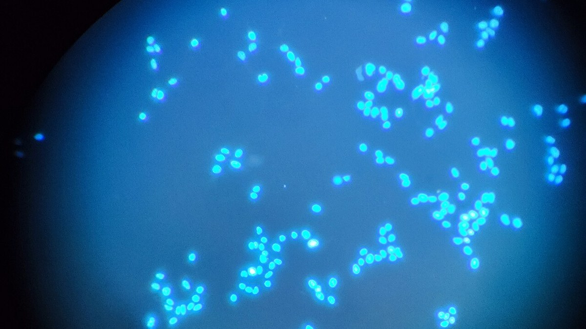 MDCAT Cell Structure & Function Master Guide