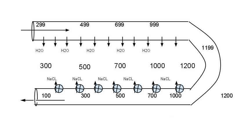 Plate 1.4 · The Counter-Current Multiplier and Interstitial Osmotic Gradient