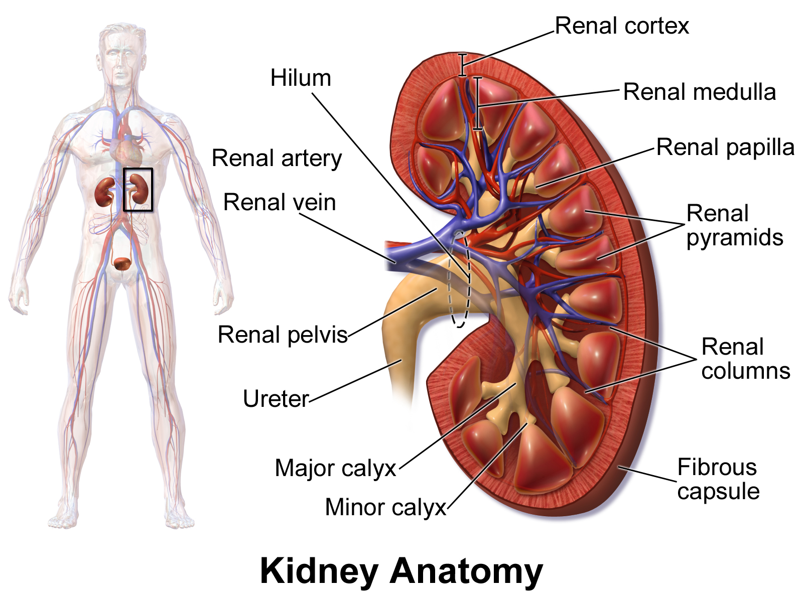 Plate 1.1 · Gross Kidney Anatomy, Zonal Division, and Vascular Entry