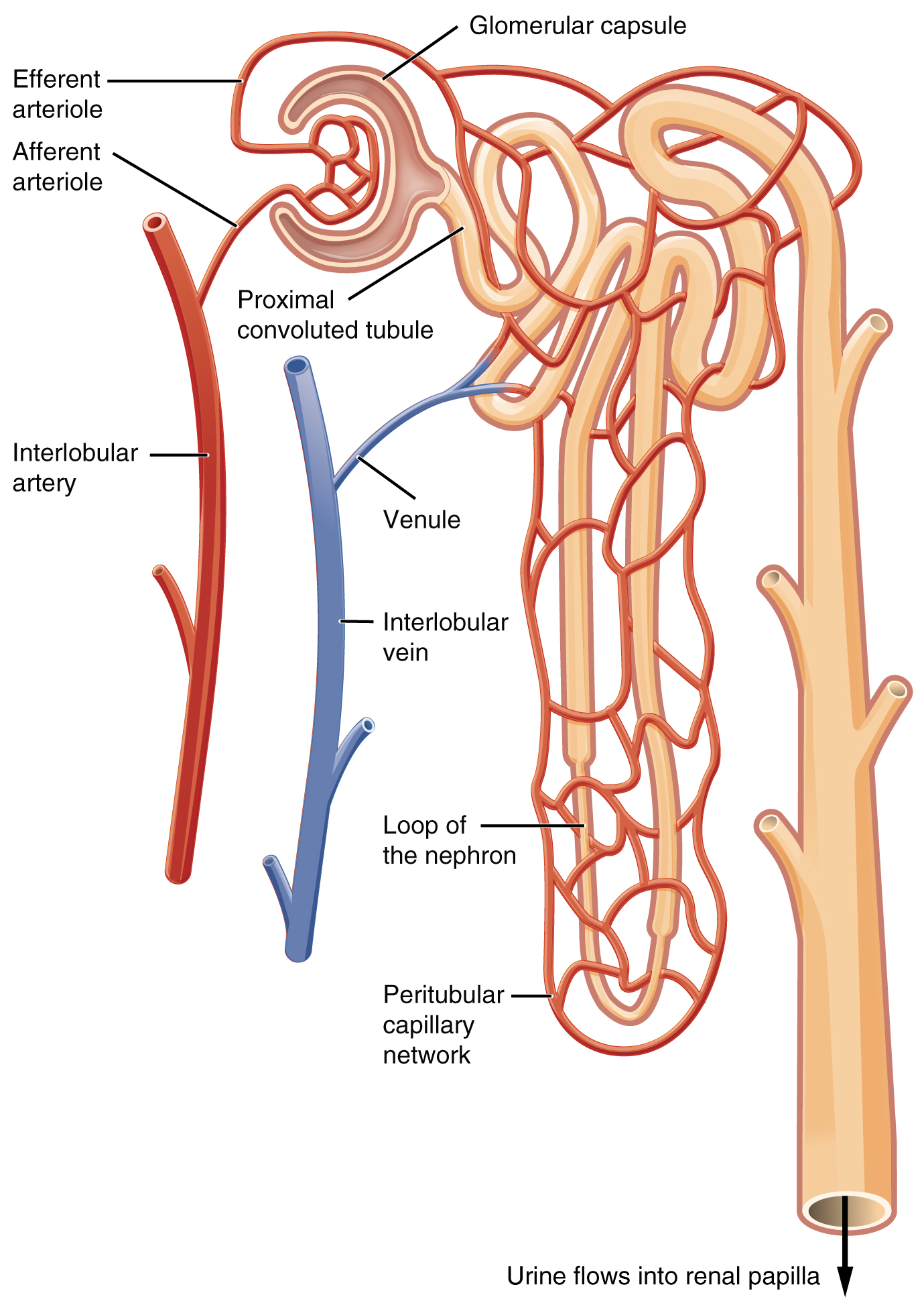 Plate 1.2 · Nephron Microvasculature and Arteriolar Resistance Bed