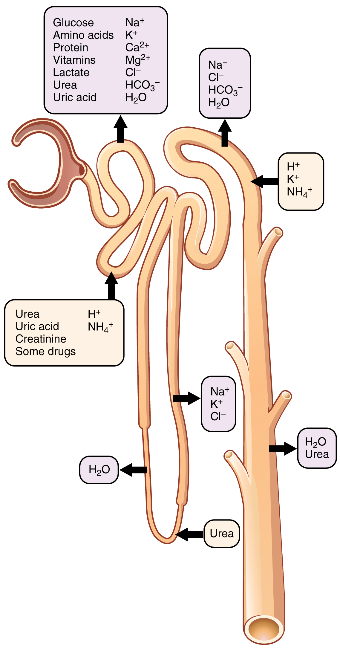 Plate 1.3 · Selective Tubular Reabsorption and Secretion Sites along the Nephron